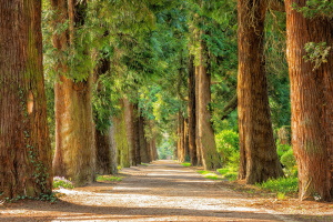 Adottare un'area verde