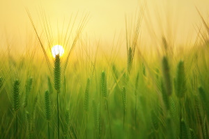 Affrancare il canone di legittimazione gravante su terreni demaniali di natura civica