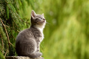 Chiedere l'istituzione di una colonia felina