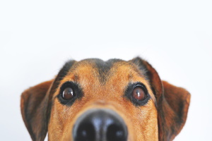 Chiedere l'affido di un cane
