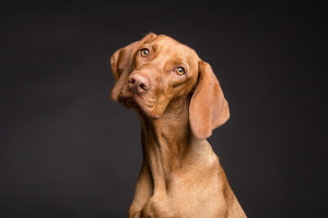 Segnalare un cane vagante